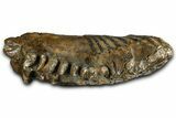 Gorgeous, Fossil Woolly Mammoth Upper M Molar - Poland #370385-4